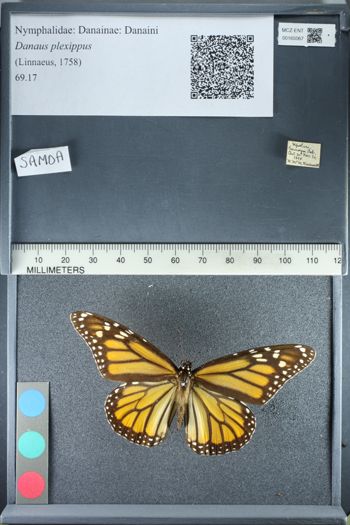 Media type: image;   Entomology 165067